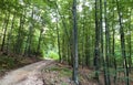 Turistika sjezdovky les cesty a cesty v příroda chorvatsko 